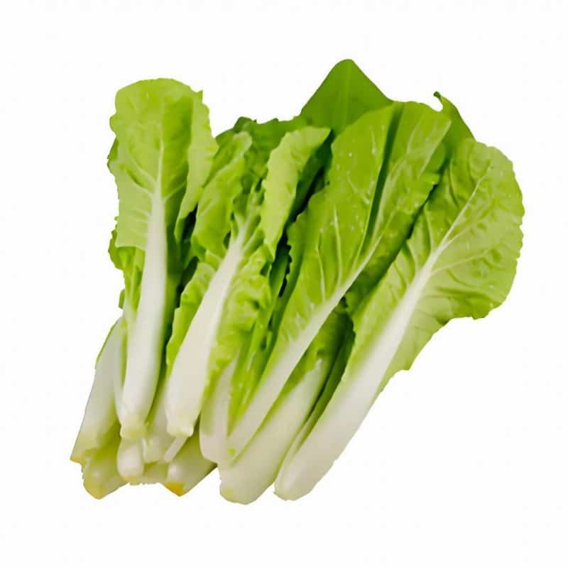 东莞蔬菜批发与配送行业的现状与未来